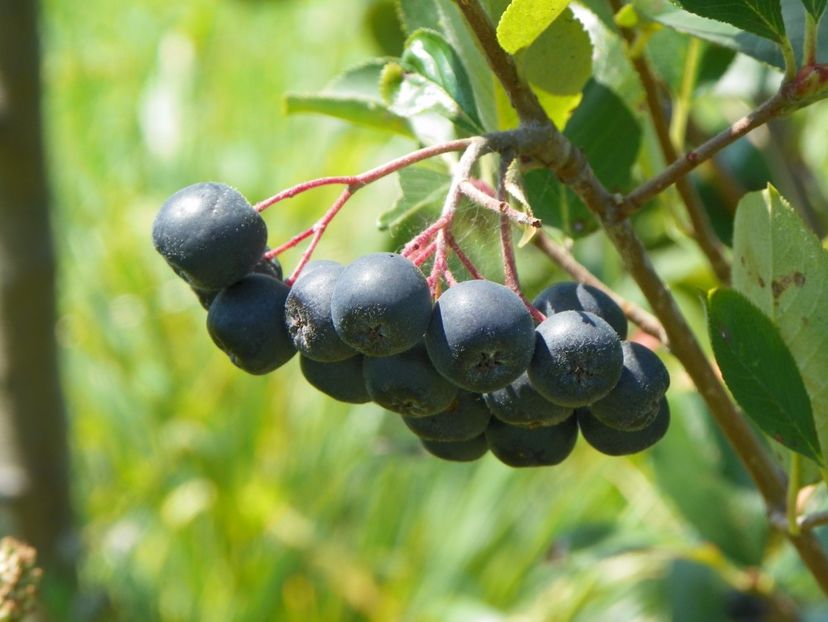 aronia melanocarpa Viking - Dobarland 2017 2