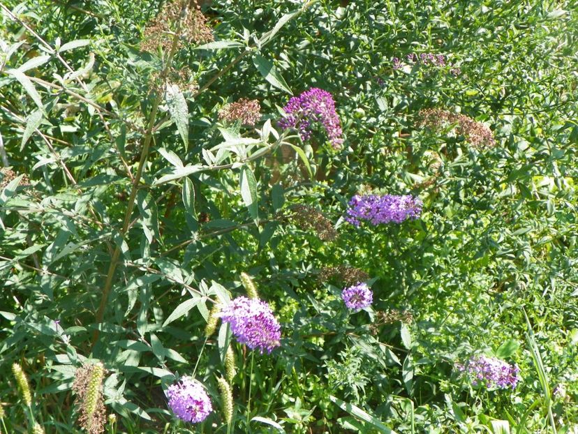 buddleja Empire Blue - Dobarland 2017 2