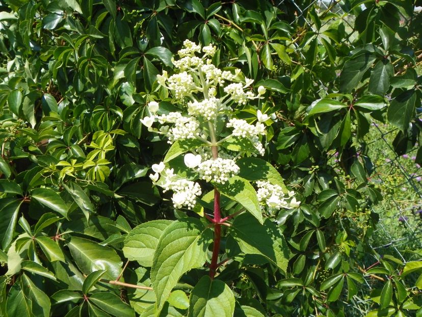 hydrangea pan. Wims Red - Dobarland 2017 2