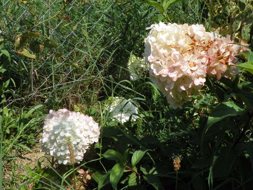 hydrangea pan. Vanille Fraise - Dobarland 2017 2