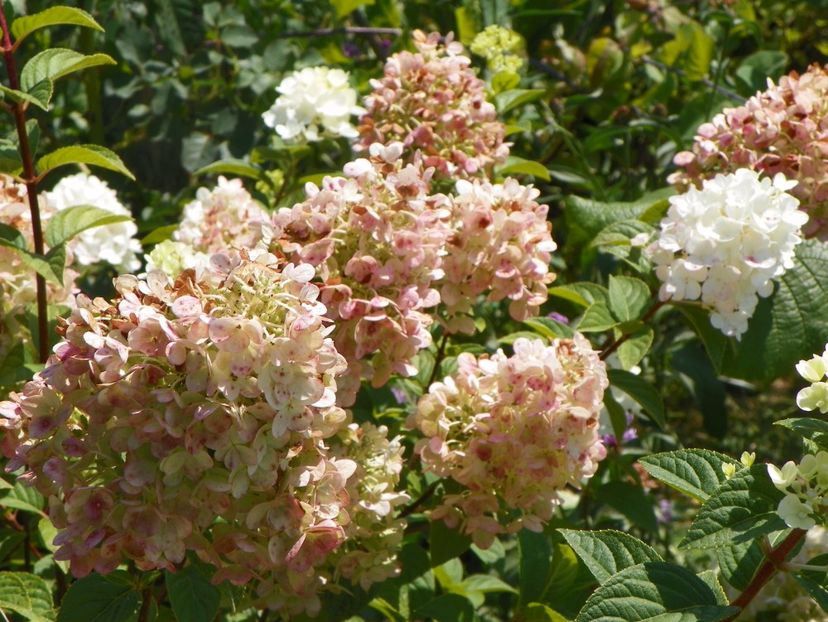 hydrangea pan. Sundae Fraise - Dobarland 2017 2