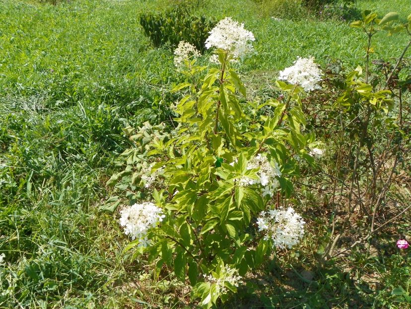 hydrangea pan. Phantom - Dobarland 2017 2