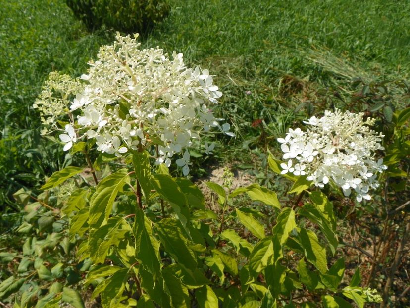 hydrangea pan. Phantom - Dobarland 2017 2