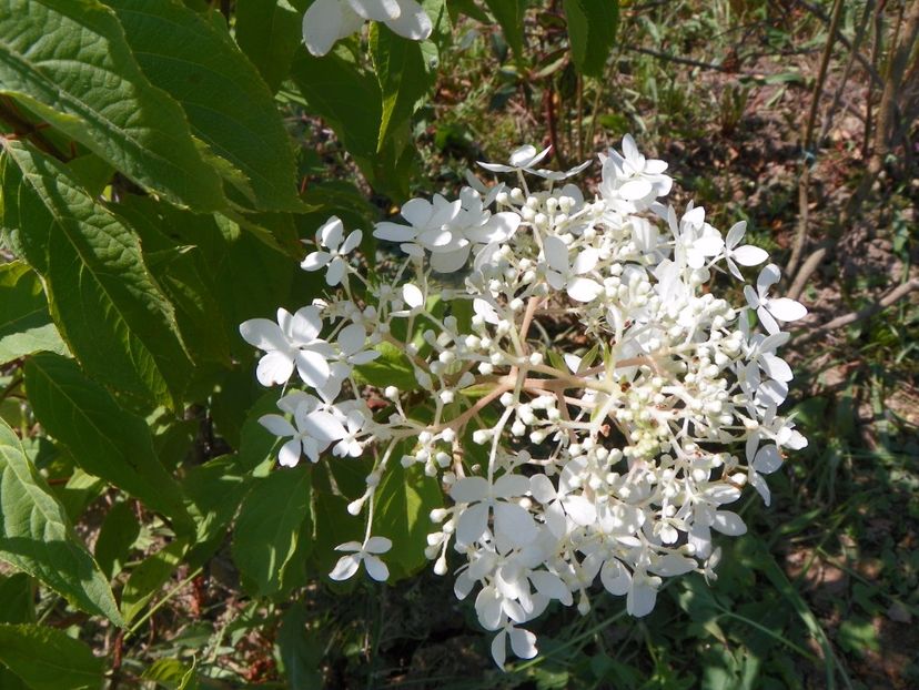 hydrangea pan. Phantom - Dobarland 2017 2