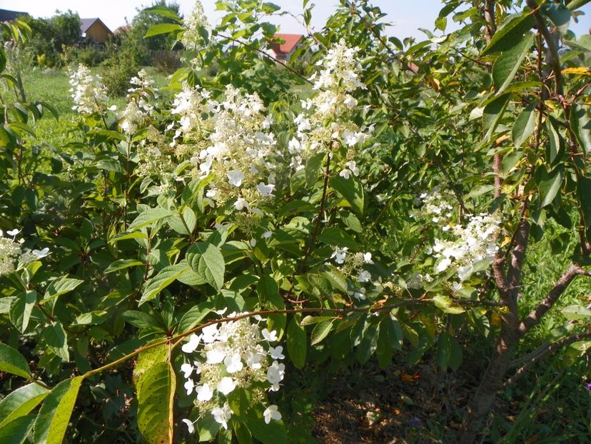 hydrangea pan. Unique - Dobarland 2017 2