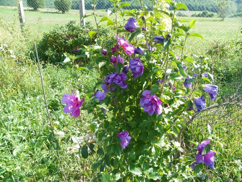 hibiscus Duc de Brabant - Dobarland 2017 2