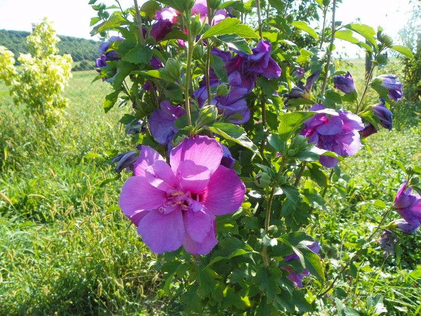 hibiscus Duc de Brabant - Dobarland 2017 2