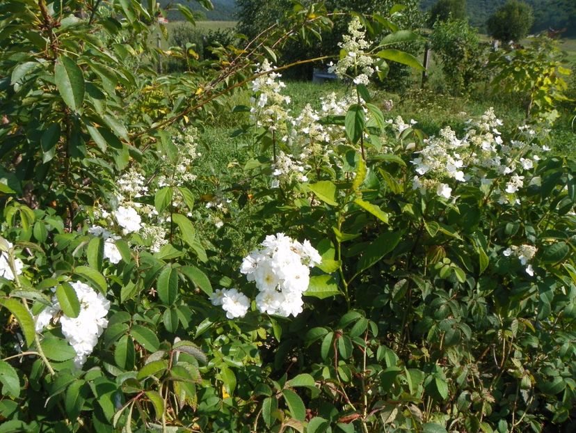 hydrangea pan. Unique si Francine Austin - Dobarland 2017 2