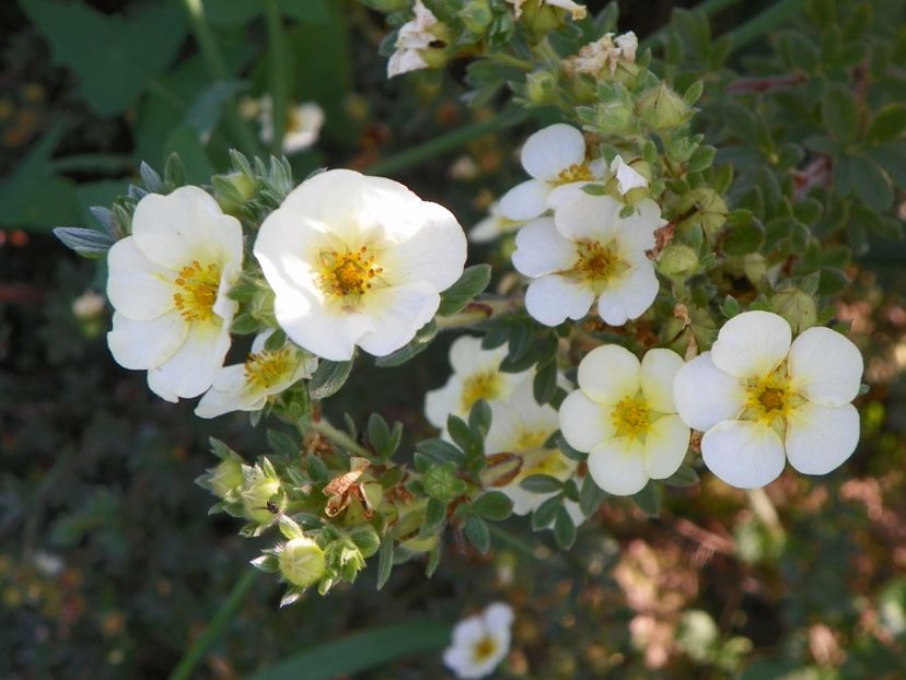 potentilla Primerose Beauty - Dobarland 2017 2