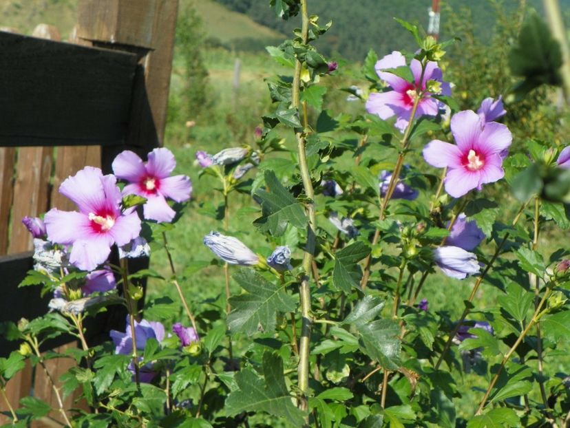 hibiscus syriacus - Dobarland 2017 2
