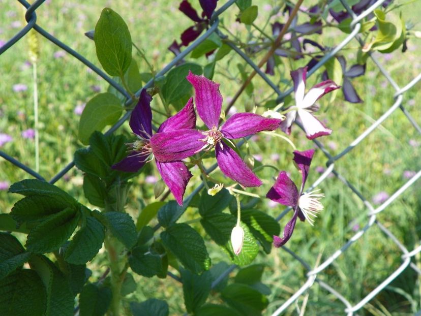 clematis Sweet Summer Love - Dobarland 2017 2