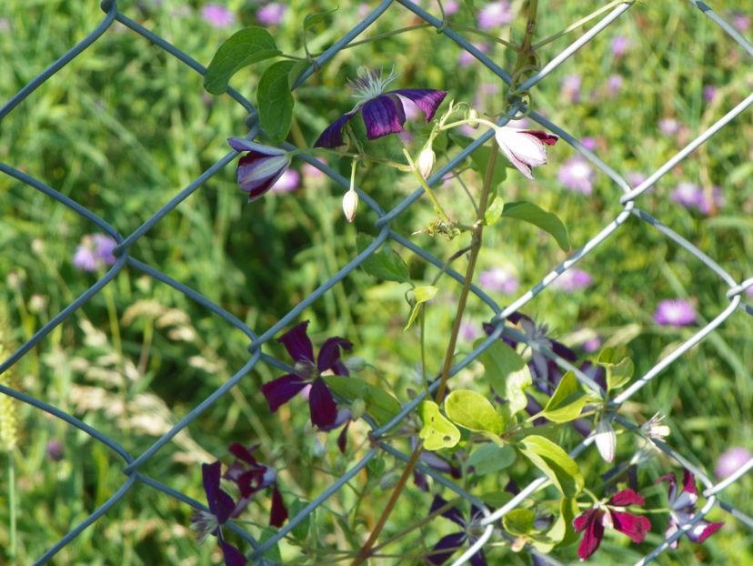 clematis Sweet Summer Love - Dobarland 2017 2