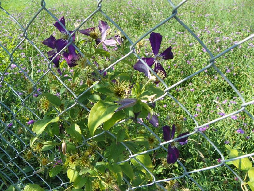 clematis Mikelite - Dobarland 2017 2