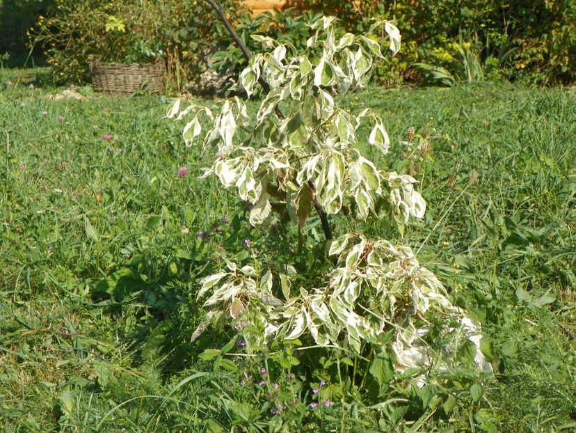 cornus controversa variegata - Dobarland 2017 2