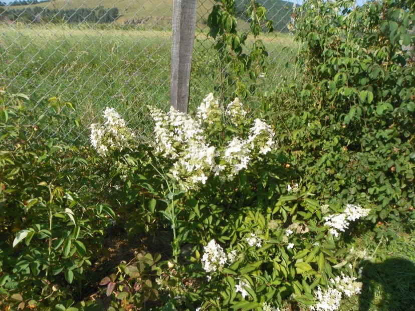hydrangea pan. Grandiflora - Dobarland 2017 2