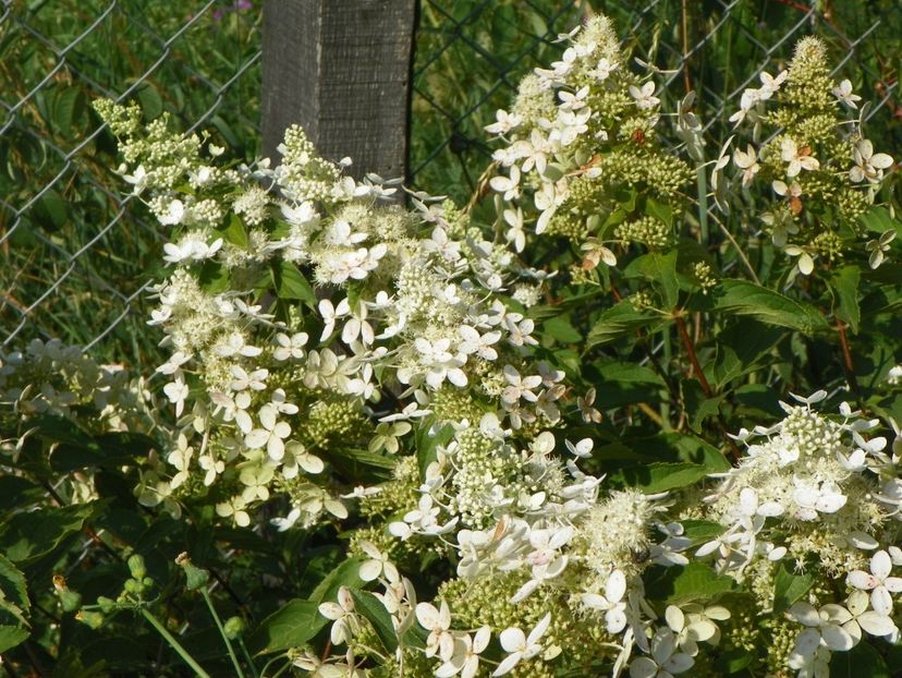 hydrangea pan. Grandiflora - Dobarland 2017 2