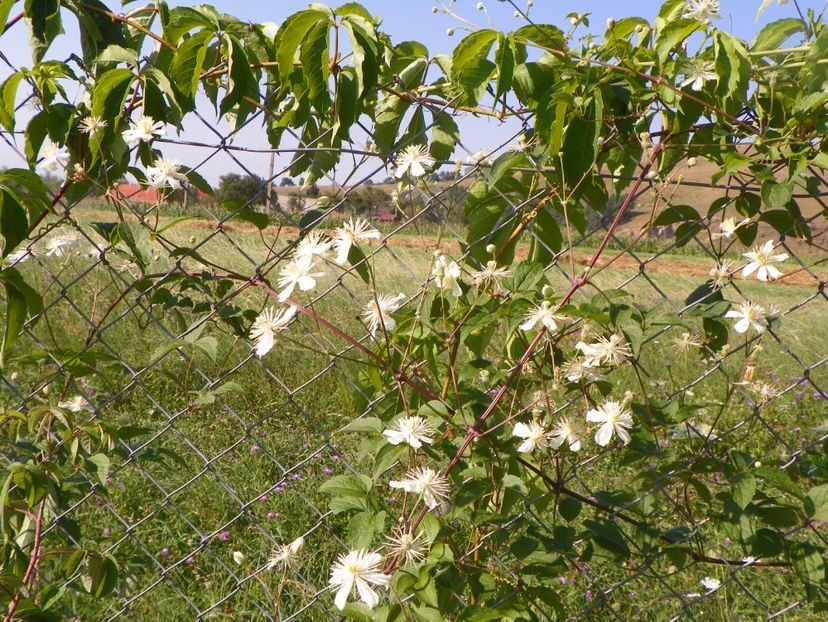 clematis Summer Snow - Dobarland 2017 2