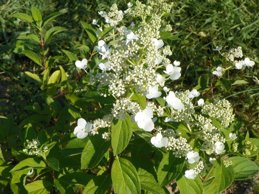 hydrangea pan. Pink Diamond/ Interhydia - Dobarland 2017 2