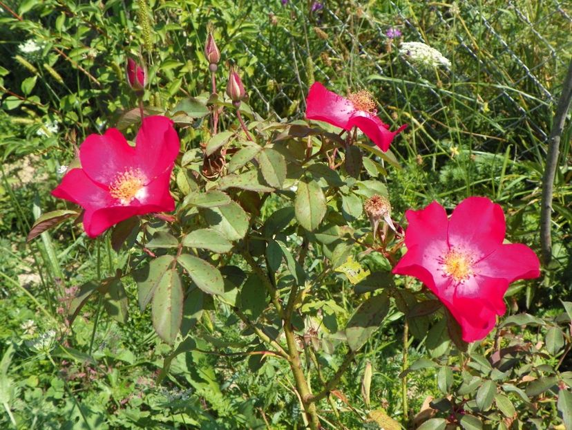 Rose of Picardy - Trandafiri 2017 2