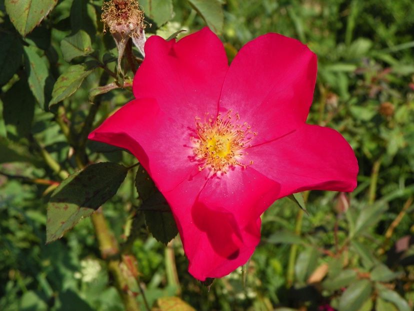 Rose of Picardy - Trandafiri 2017 2
