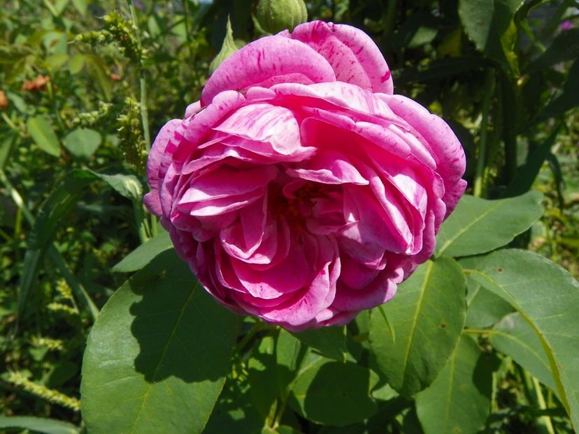 Honorine de Brabant - Trandafiri 2017 2