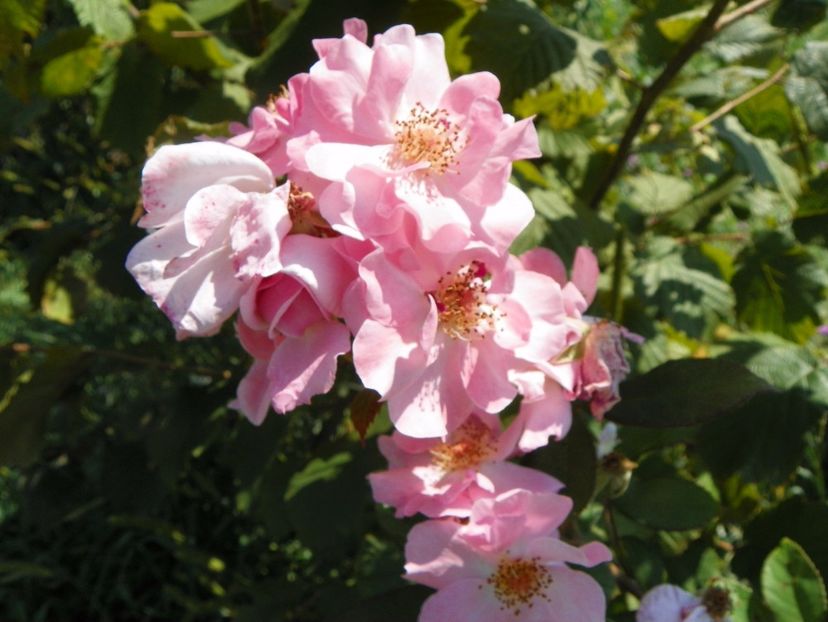 Clair Matin - Trandafiri 2017 2