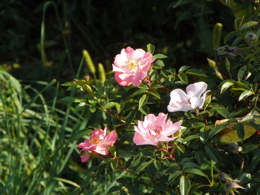 Open Arms - Trandafiri 2017 2