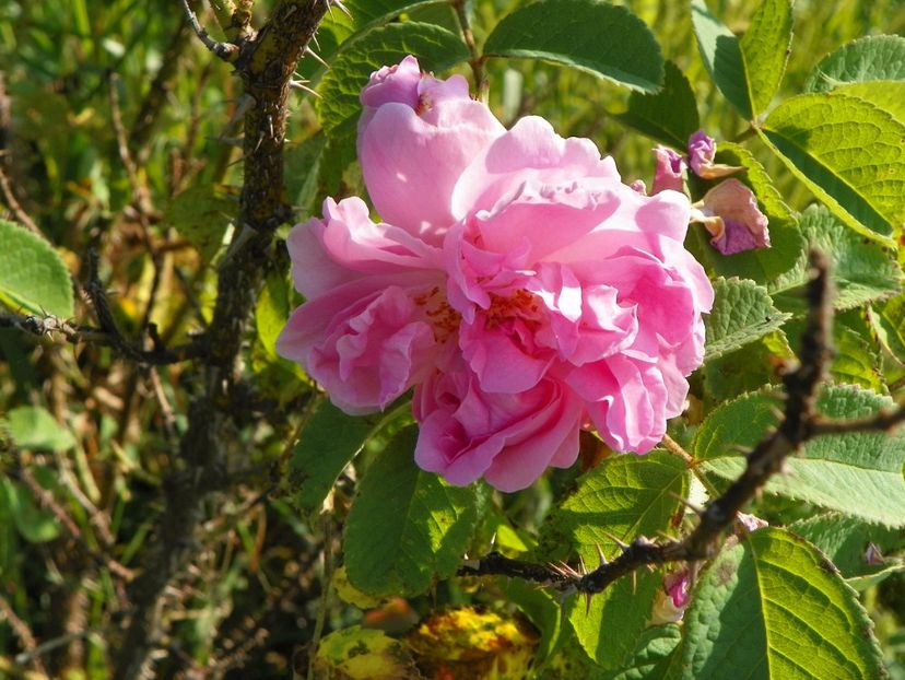 Autumn Damask - Trandafiri 2017 2