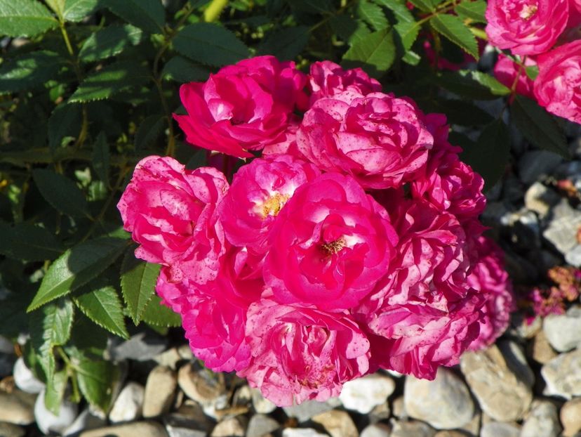 Dinky - Trandafiri 2017 2