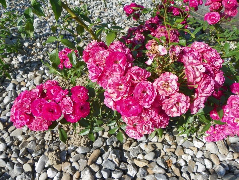 Dinky - Trandafiri 2017 2