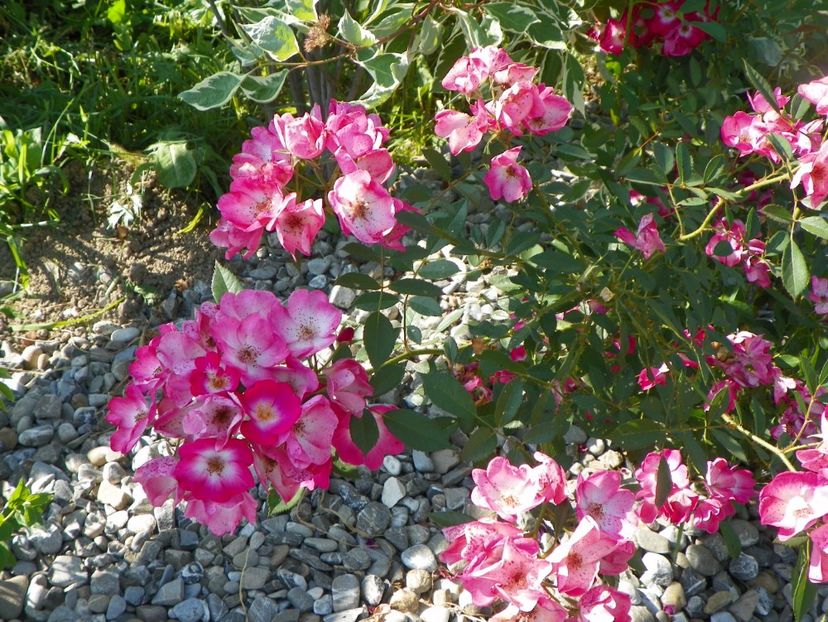 Grand Duc Jean - Trandafiri 2017 2