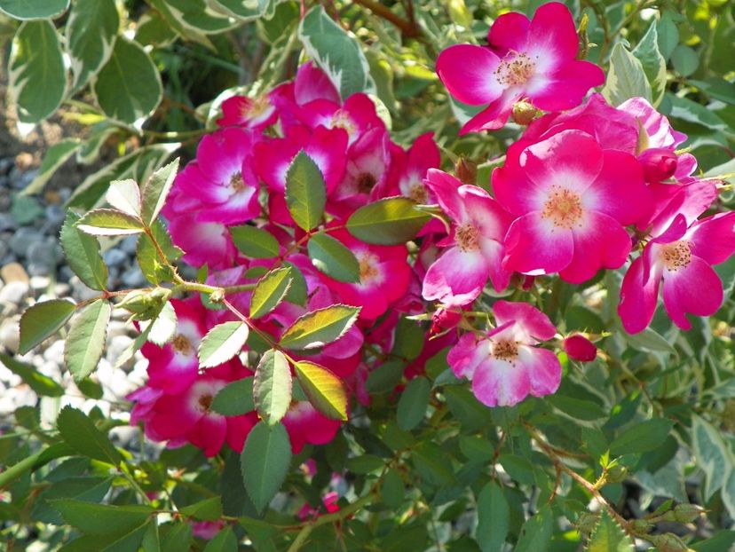 Grand Duc Jean - Trandafiri 2017 2