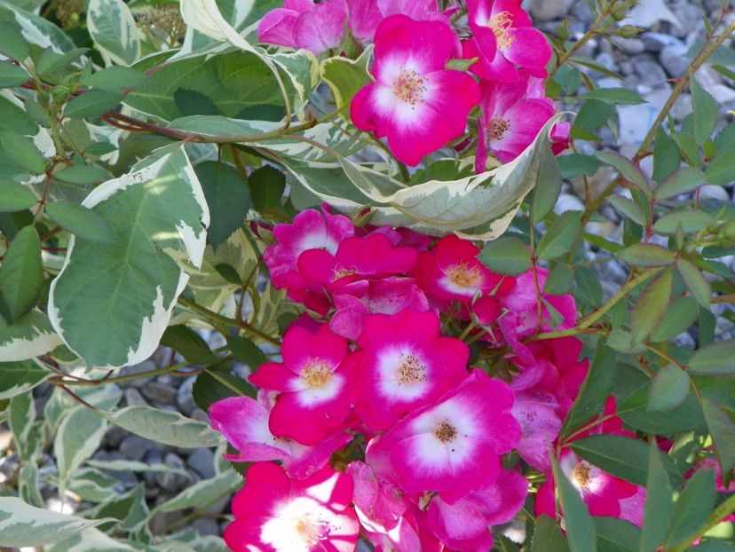 Grand Duc Jean - Trandafiri 2017 2