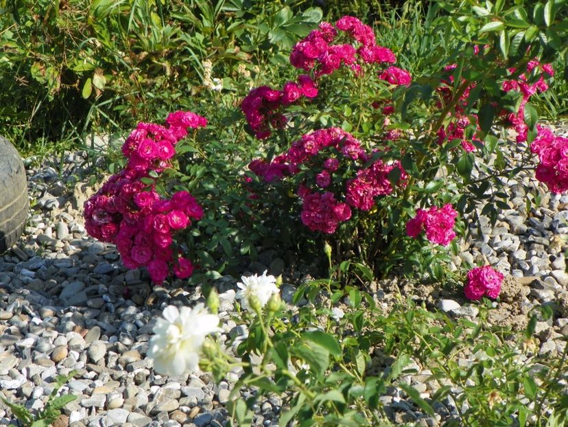 Dinky - Trandafiri 2017 2