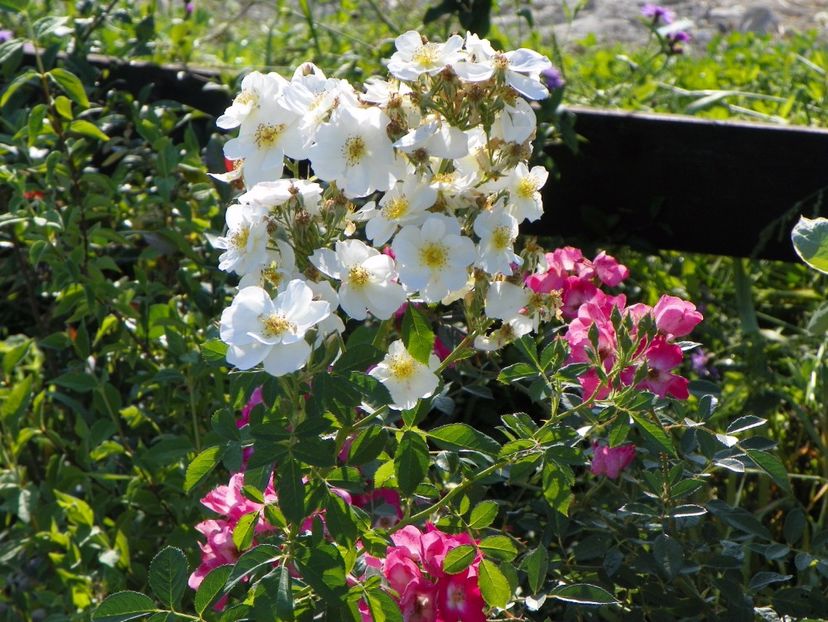 Omi Oswald si Grand Duc Jean - Trandafiri 2017 2