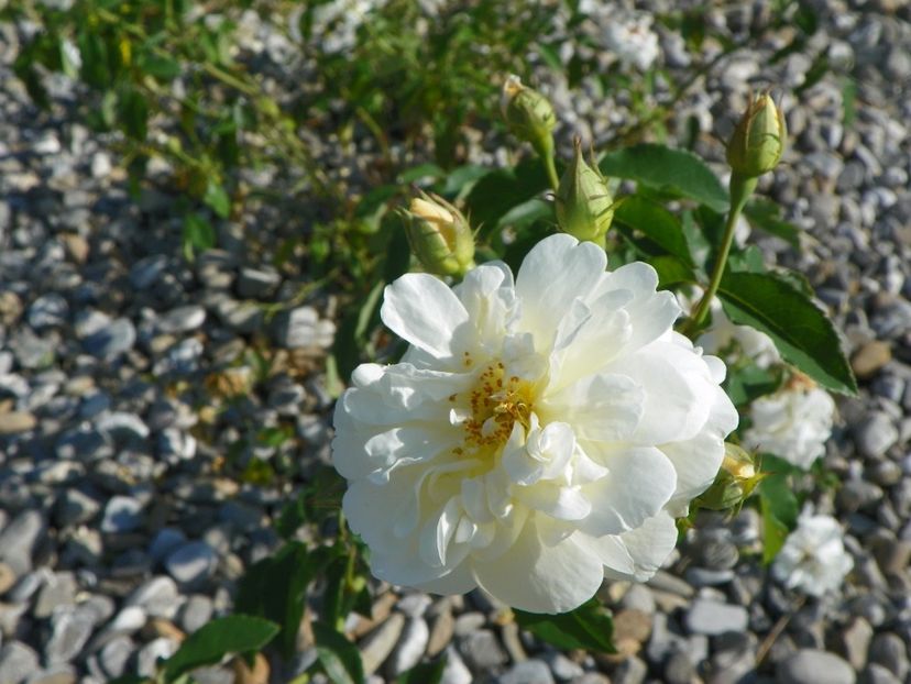 Danae - Trandafiri 2017 2