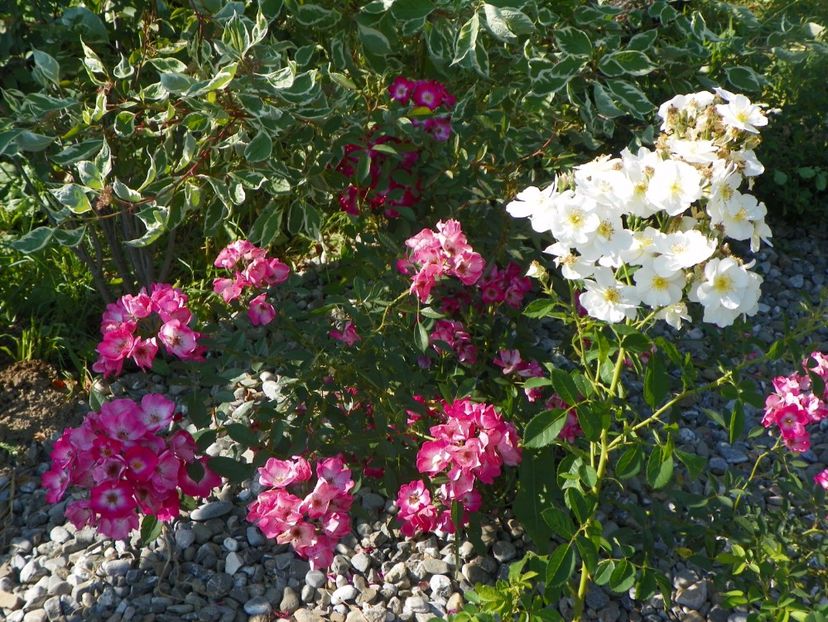 Omi Oswald si Grand Duc Jean - Trandafiri 2017 2