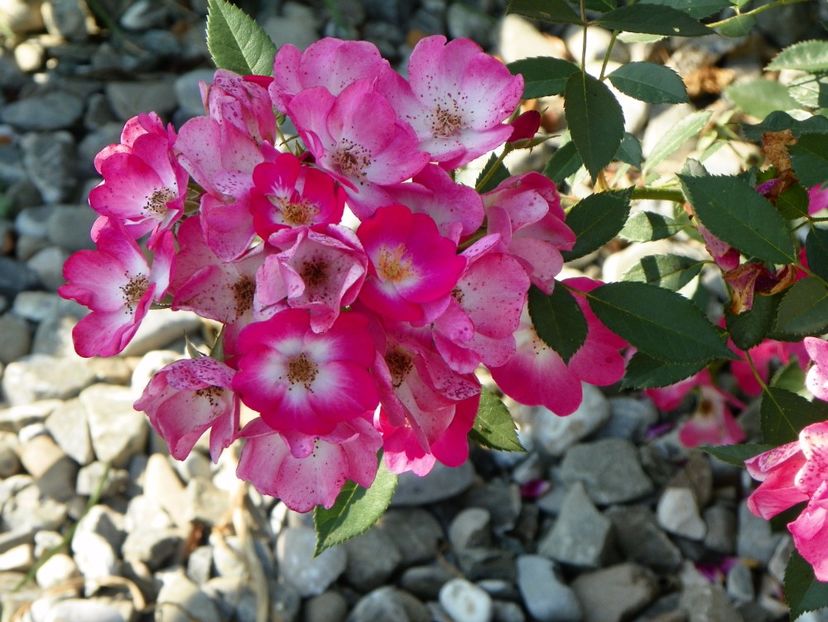 Grand Duc Jean - Trandafiri 2017 2