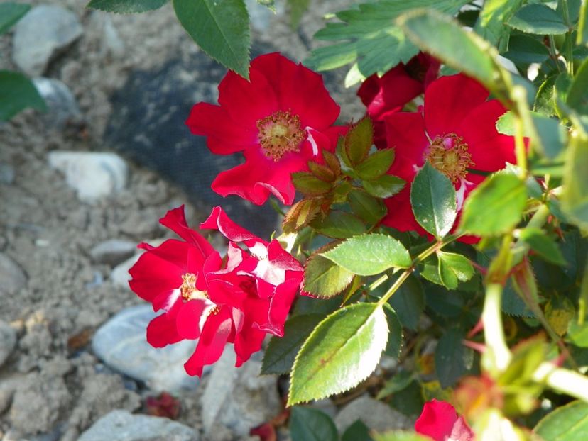 Bassino - Trandafiri 2017 2