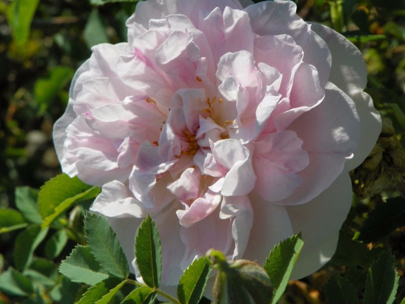 Stanwell Perpetual - Trandafiri 2017 2