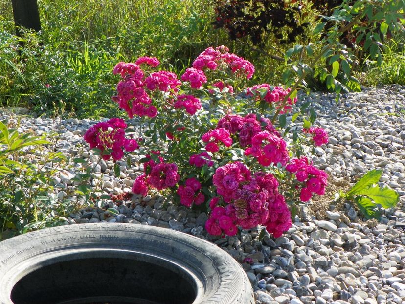 Dinky - Trandafiri 2017 2