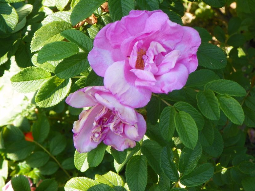 Pink Roadrunner - Trandafiri 2017 2