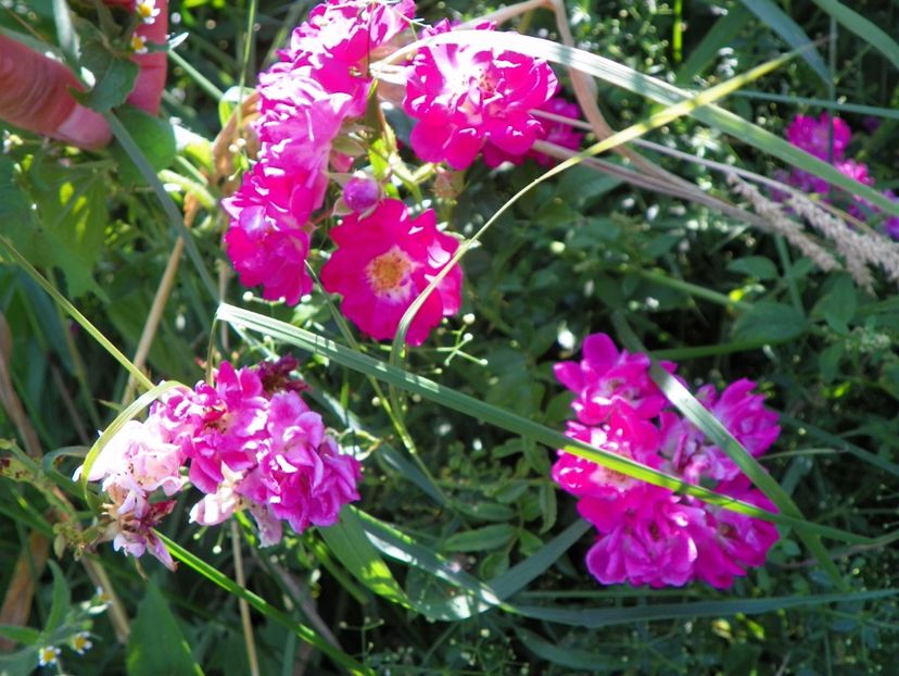 Super Excelsa - Trandafiri 2017 2