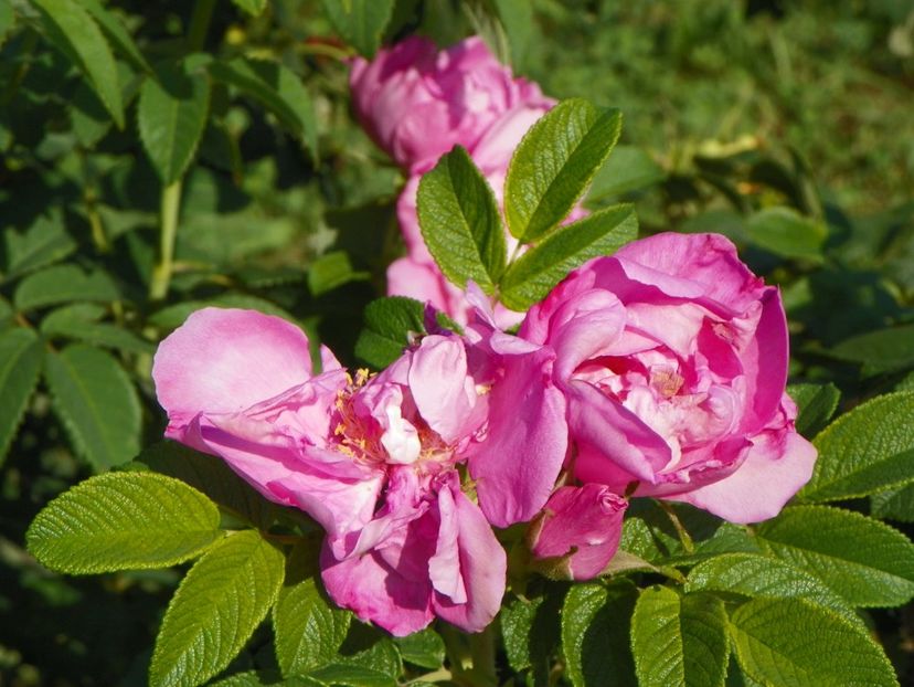 Dwarf Pavement - Trandafiri 2017 2