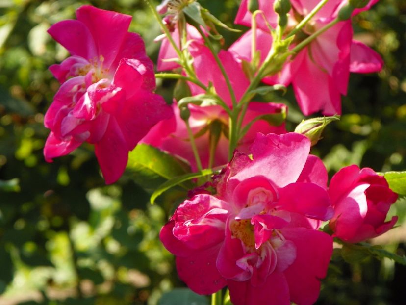 William Baffin - Trandafiri 2017 2