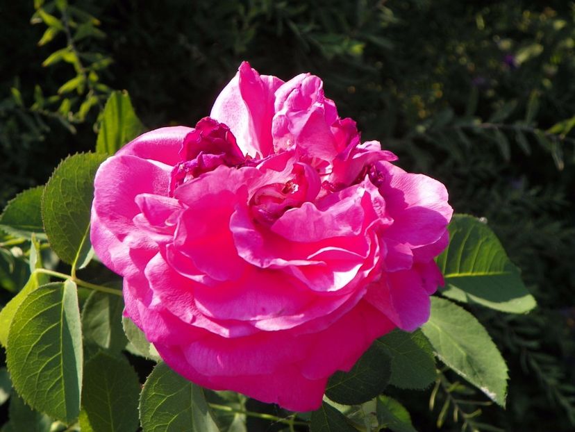 Souvenir de Mme. de Corval - Trandafiri 2017 2