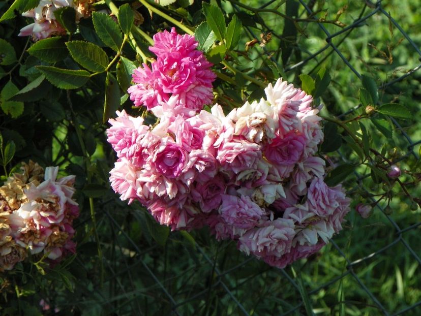 Super Dorothy - Trandafiri 2017 2