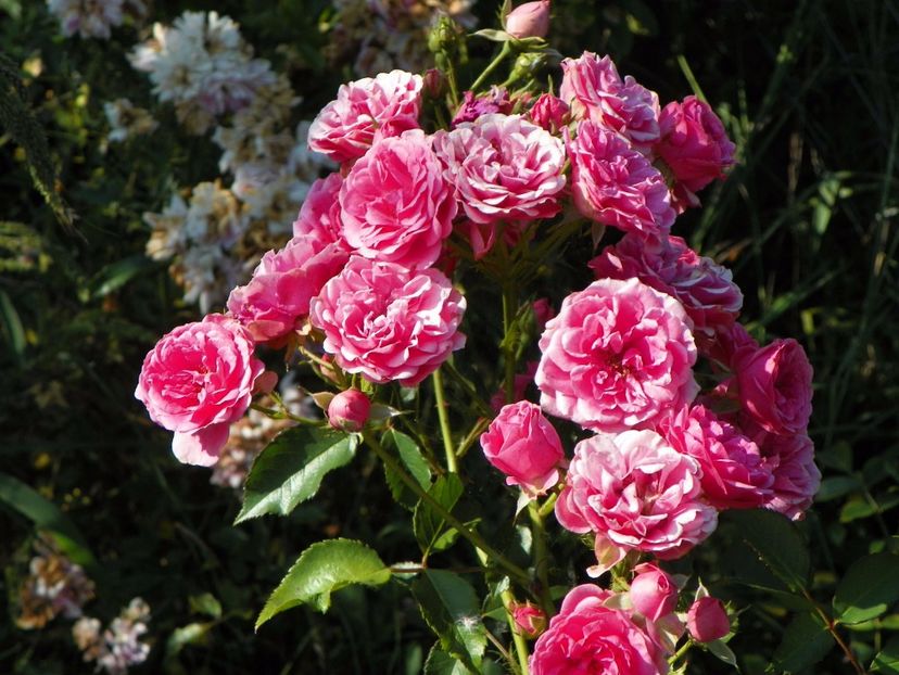 Elmshorn - Trandafiri 2017 2