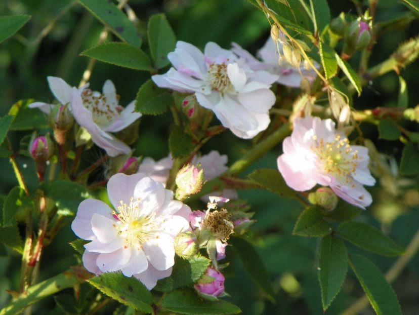 Little Rambler - Trandafiri 2017 2