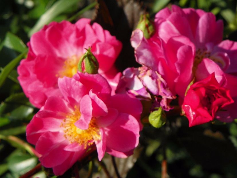 Magic Meillandecor - Trandafiri 2017 2